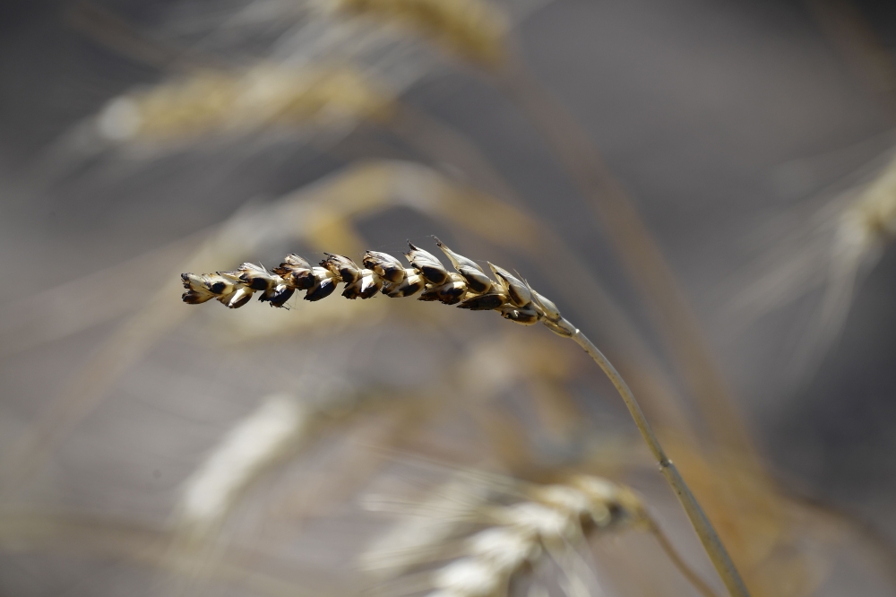 Burned wheat is pictured in a field near Magdeburg, eastern Germany on July 26, 2018.  AFP / Tobias Schwarz 