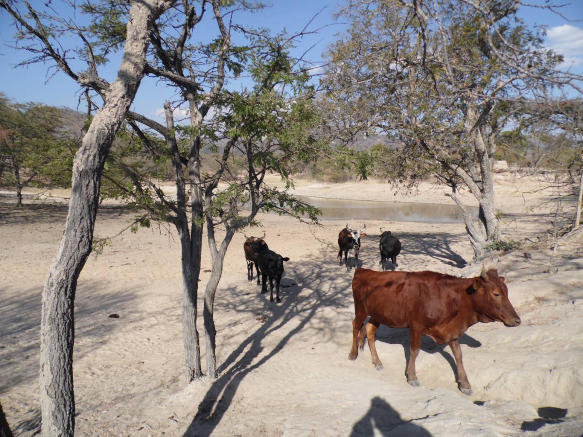 Cattle walk near Zimunya, in Zimbabwe's Manicaland province, June 20, 2018. Thomson Reuters Foundation/Andrew Mambondiyani