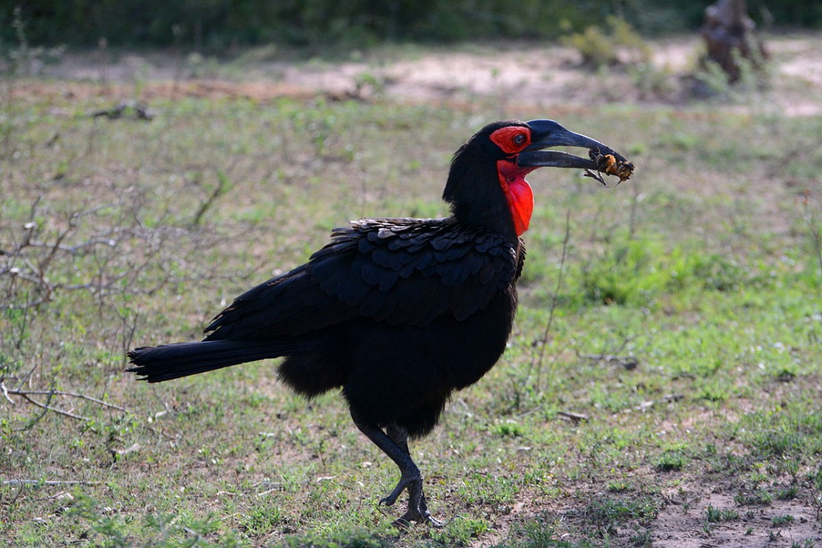 Picture of a Southern Ground Hornbill Bucorvus leadbeateri, taken in Kruger National Park. (Wikimedia Commons/ Kore / CC BY-SA 3.0)   