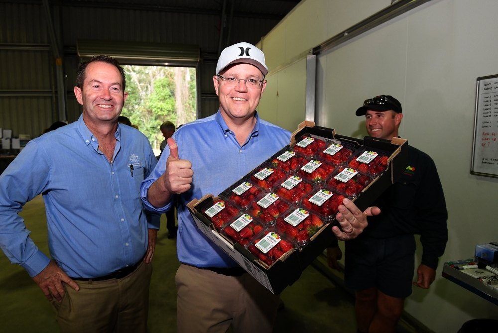 Australian Prime Minister Scott Morrison, flanked by the Liberal Member for Fisher Andrew Wallace, poses with a tray of strawberries during a visit to the Ashbern strawberry farm on the Sunshine Coast, Australia, September 27, 2018. AAP/Dan Peled/via REUT