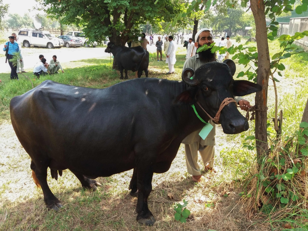 A Pakistani man looks on as he checks a buffalo during an auction at the premises of the Prime Minister house in Islamabad on September 27, 2018.  AFP / Aamir Qureshi
 