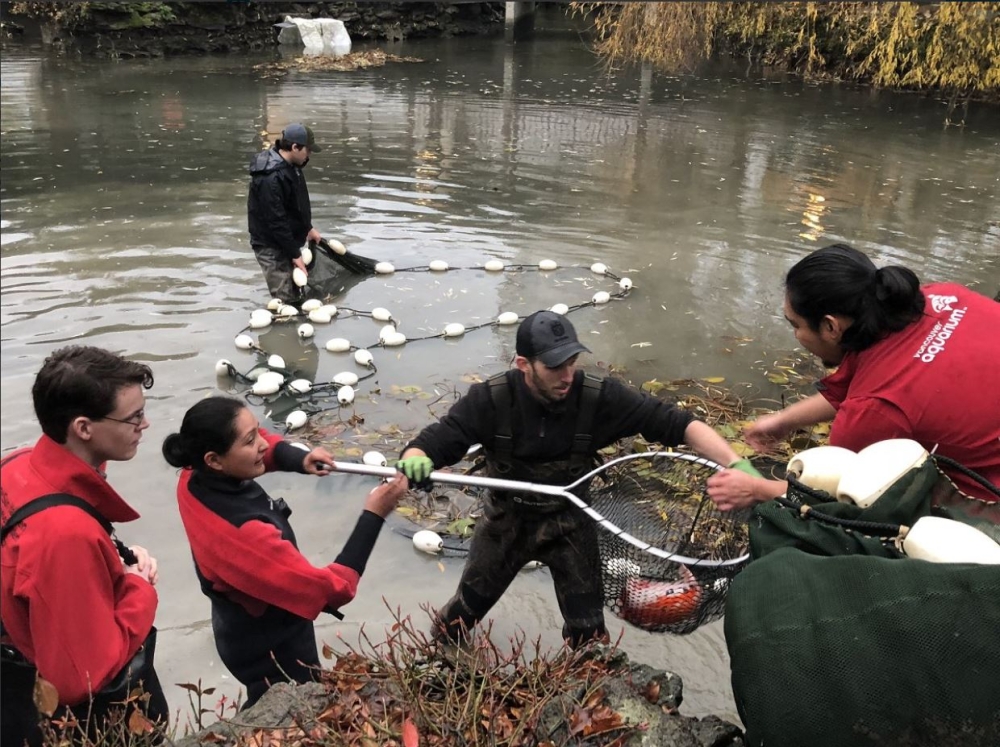 Members of Aquaterra Environmental and the Vancouver Aquarium, Vancouver, Canada, removing Koi fish from a pond which had become a wild otter's hunting ground, November 28, 2018. AFP / Dr Sun Yat-Sen Classical Chinese Garden 