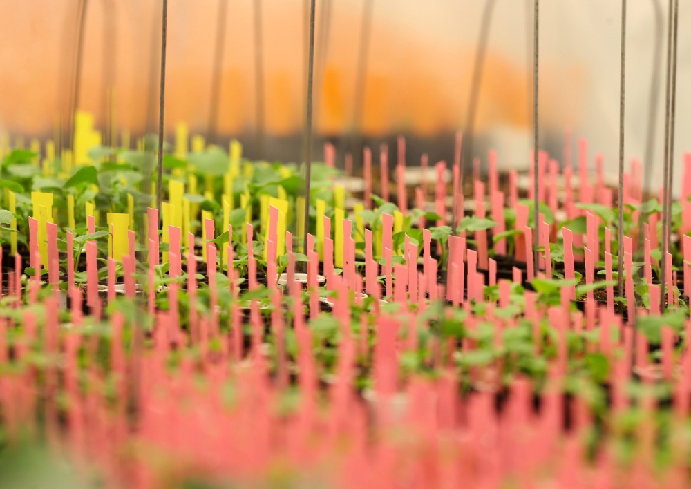 Canola plants are marked with coloured strips in a growth room at Monsanto Canada's plant breeding centre, where researchers are attempting to develop a clubroot-resistant canola variety, in Winnipeg, Manitoba, February 12, 2018. Reuters/Shannon VanRaes