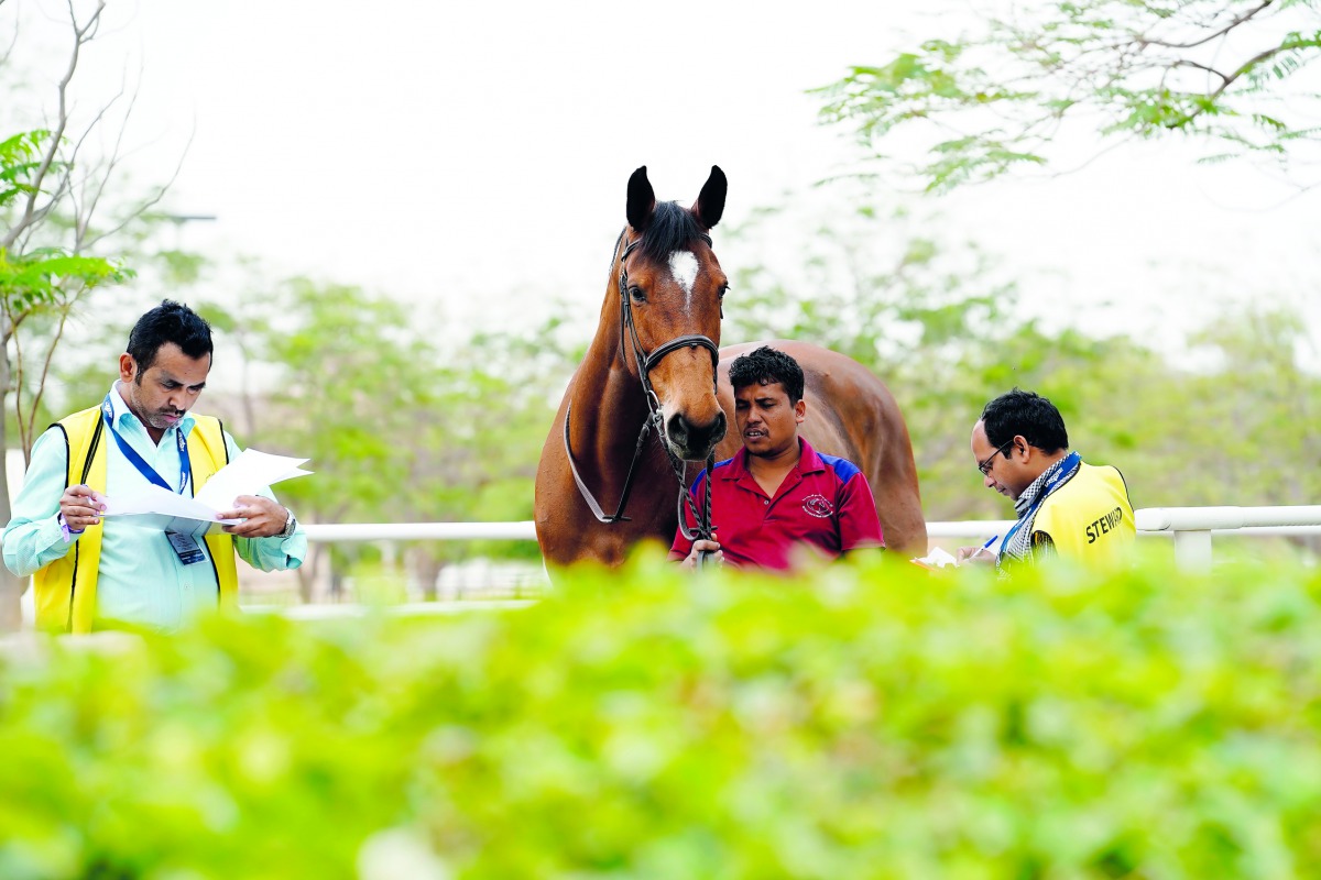 A horse goes through the vet check process ahead of the opening round of the Longines Global Champions Tour, yesterday.