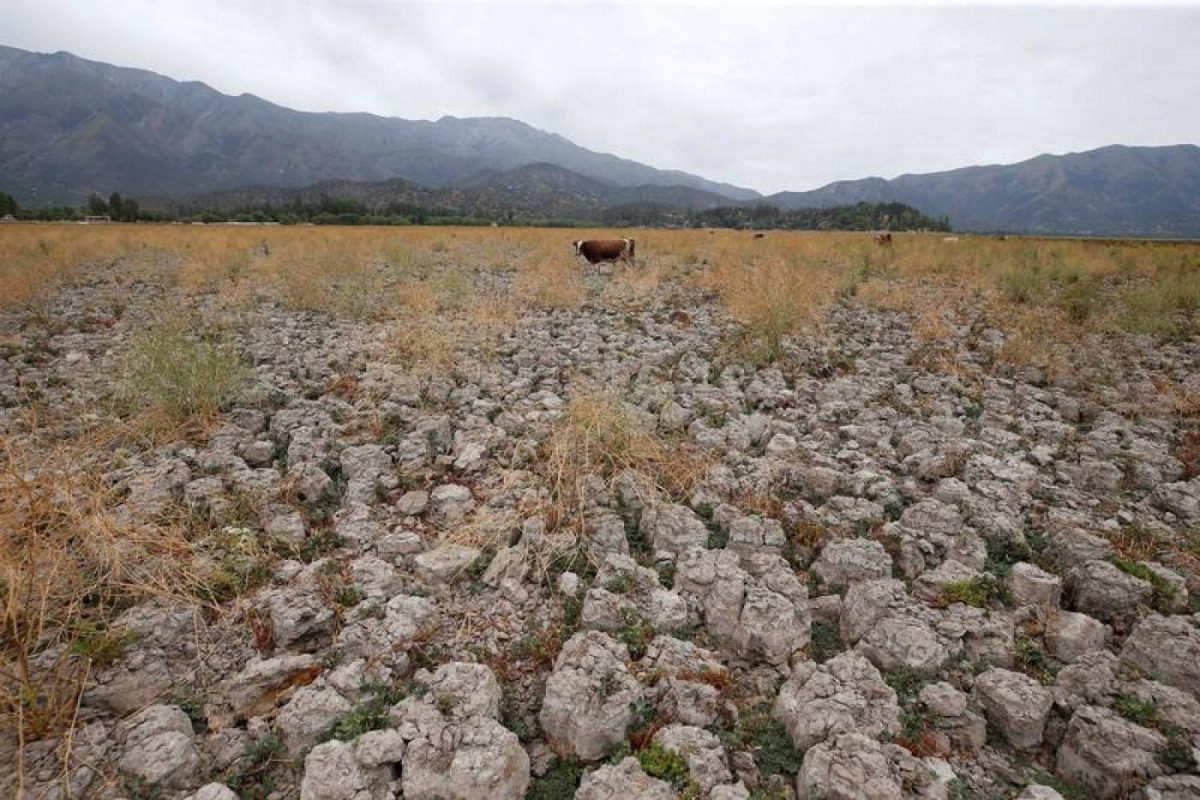A cow stands on land that used to be filled with water, at the Aculeo Lagoon in Paine, Chile January 9, 2019. Picture taken January 9, 2019. Reuters/Rodrigo Garrido