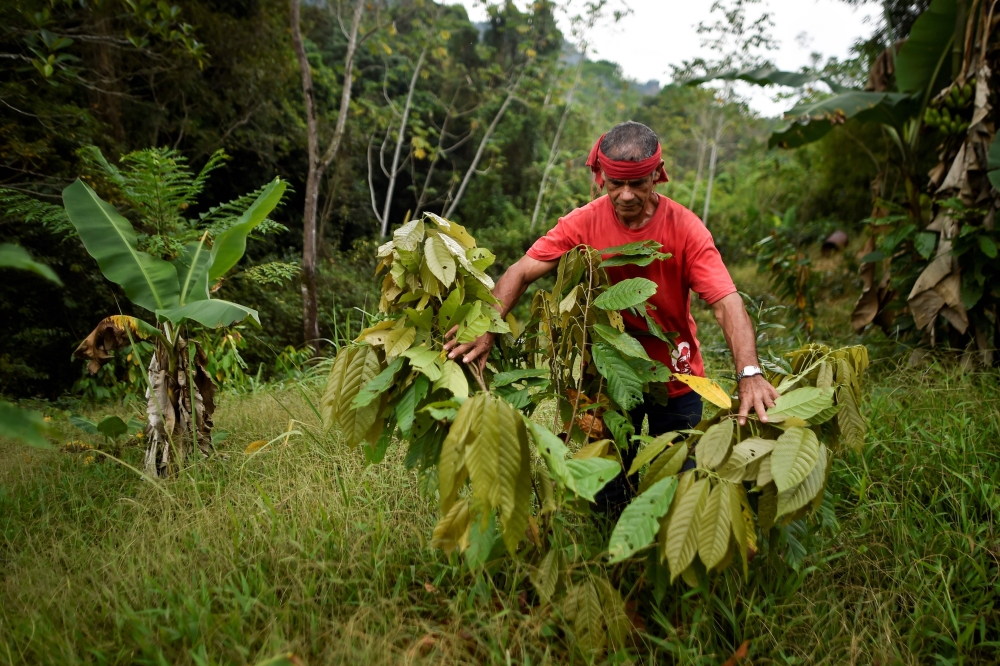 Colombian Luis Portilla, 63, checks a cocoa plant, at his farm in the Catatumbo region, Norte de Santander department, Colombia, on February 8, 2019. AFP / Luis Robayo 