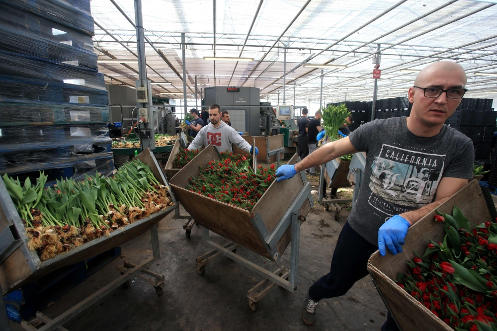 Workers from EU countries sort tulips at J. A. Collison and Sons, a supplier of cut flowers to supermarkets, in the town of Boston, in Lincolnshire, northeast England, on April 18, 2019. AFP / Lindsey Parnaby 