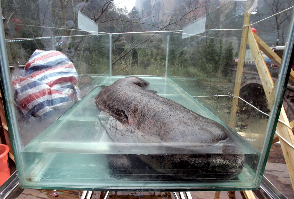 A Chinese giant salamander, the largest in the world, which can grow up to 1,8 meters in length, lies in a glass enclosure during the China International Conservation festival in Zhangjiajie, central China's Hunan province on December 10, 2005. AFP / Goh 