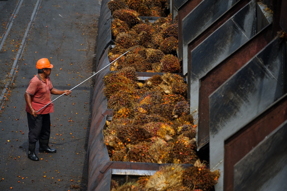 A worker arranges palm oil fruits at a factory in Sepang, outside Kuala Lumpur. AFP/Mohd Rasfan