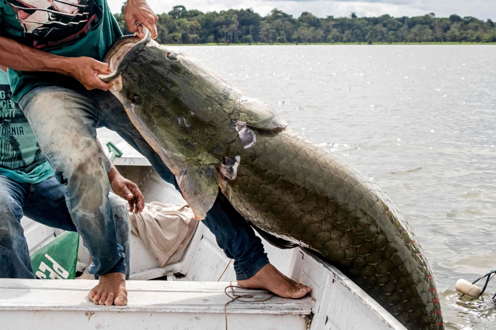 A fisherman removing a large Pirarucus (Arapaima gigas) fish from the water at the Amana Sustainable Develpment Reserve, in Amazonas State, northern Brazil on November 27, 2018.  AFP/Mamiraua Institute of Sustainable Development/Bernardo Oliveira