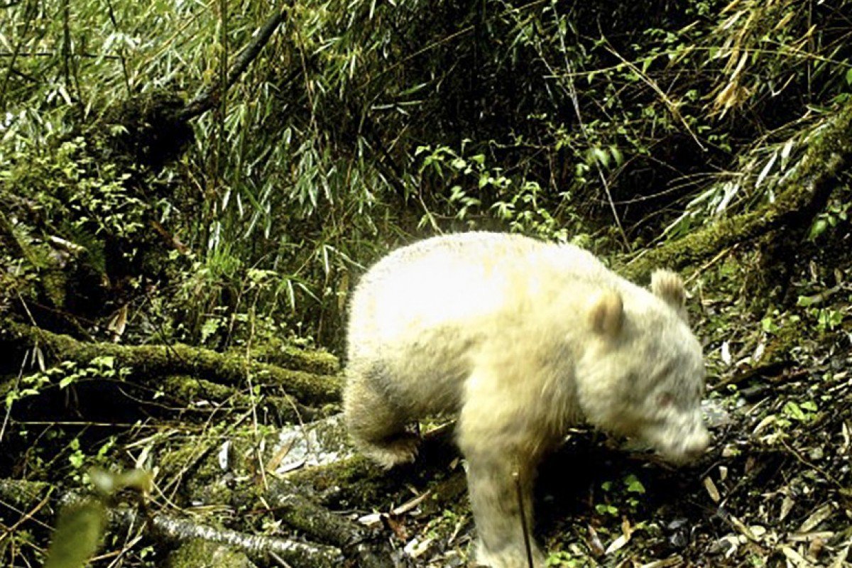 The albino panda was photographed while trekking through the forest in southwestern Sichuan province (AFP Photo/HANDOUT)