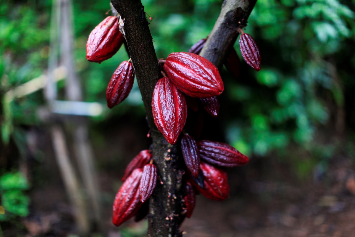 A cocoa tree with cocoa fruits is seen at El Carmen Estate in Jayaque, El Salvador, July 20, 2016. Reuters / Jose Cabezas