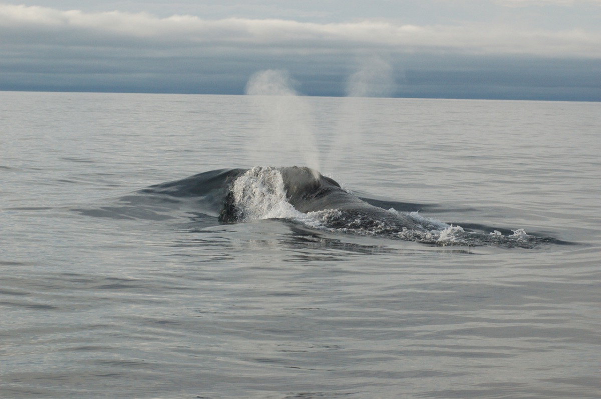 An eastern North Pacific right whale, the world’s most endangered great whale. V-shaped exhale is unique to right whales. Picture: NOAA
