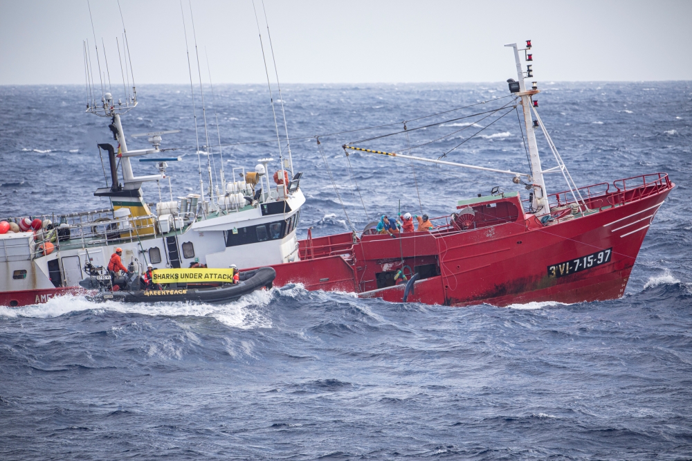 Members of Greenpeace film a Spanish fishing vessel capturing sharks near the Portuguese Azores, Portugal June 26, 2019. Greenpeace/Handout via Reuters