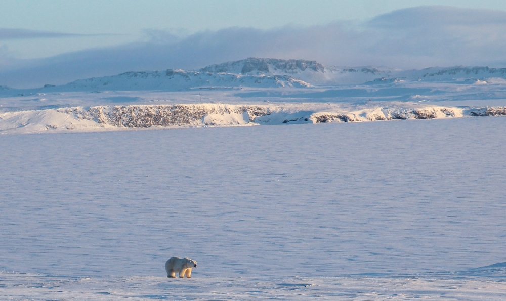 An undated handout picture obtained from the Russian Arctic National Park on March 4, 2019, shows a polar bear off the coast of the remote northern Novaya Zemlya archipelago of Russia AFP