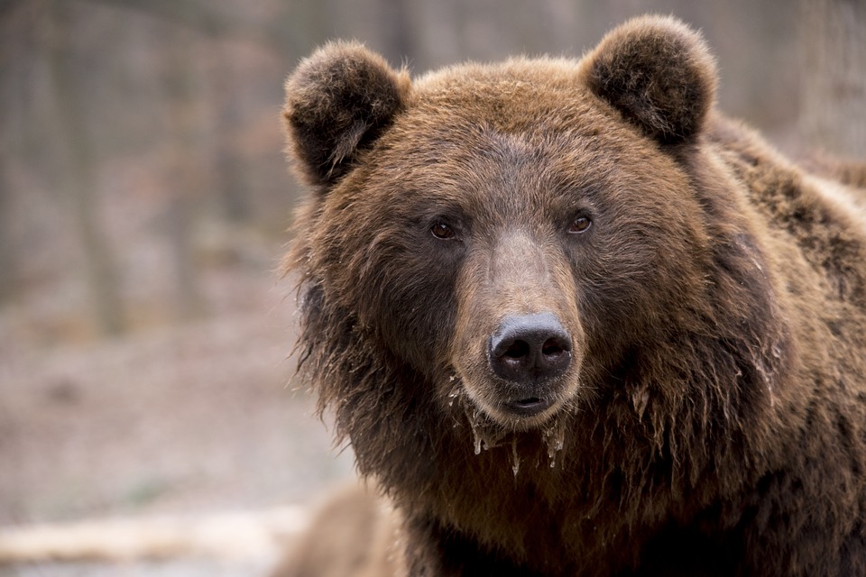 Image of a bear used for representation