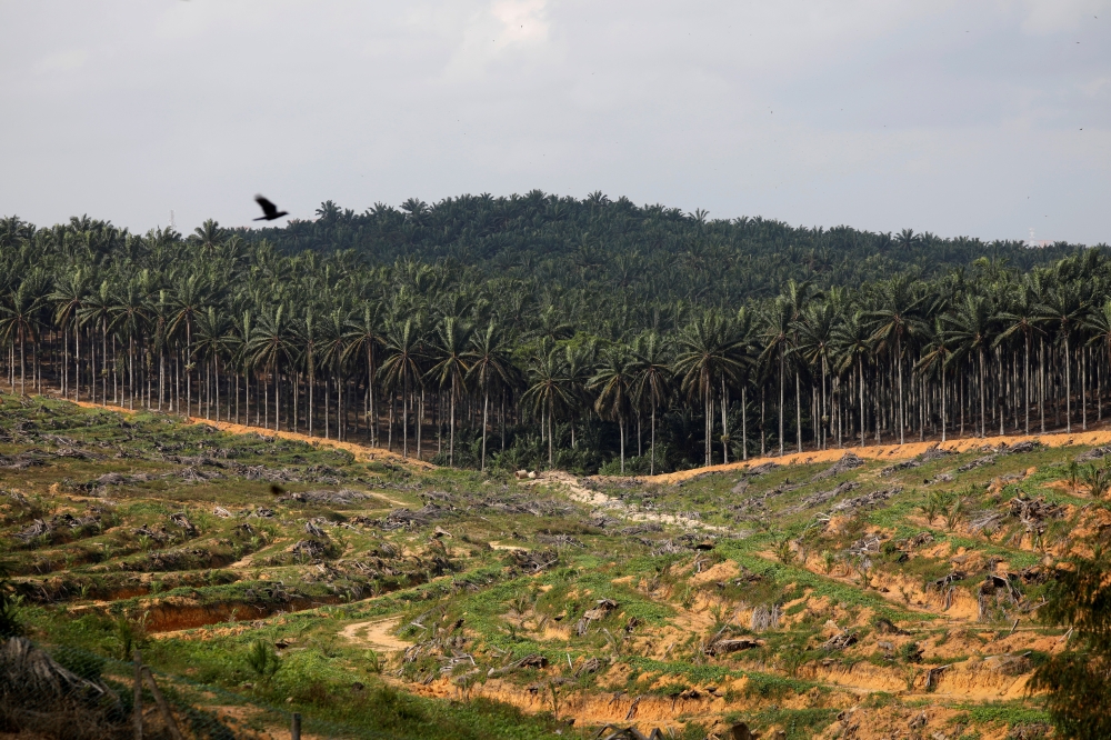 Land that has been cleared is pictured at an oil palm plantation in Johor, Malaysia February 26, 2019. Reuters/Edgar Su