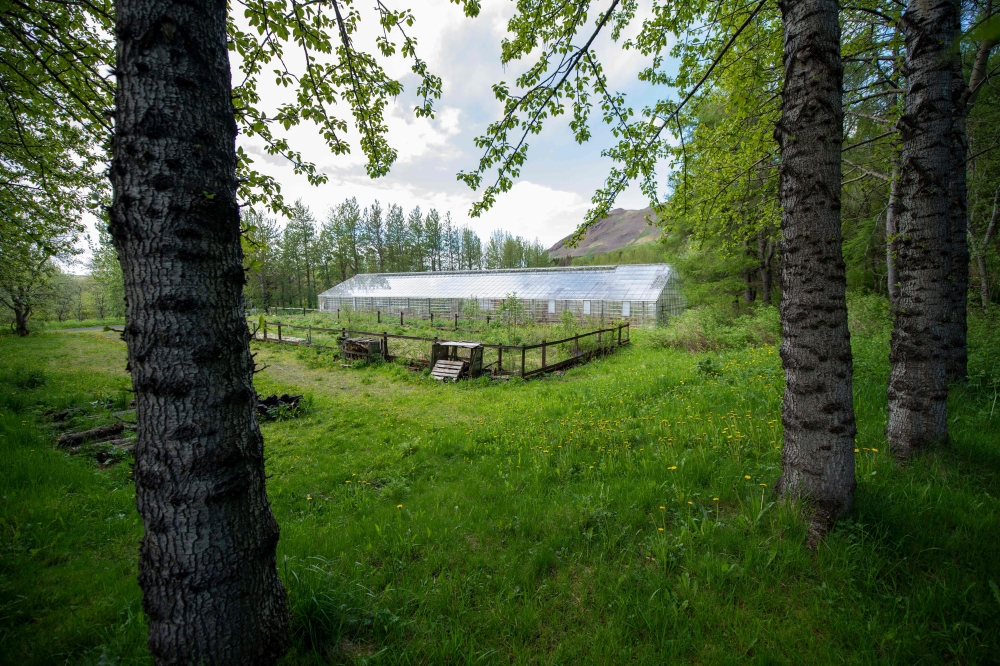 A greenhouse in Mogilsa Forest is pictured close to Reykjavik, Iceland on May 21, 2019. AFP / Halldor Kolbeins