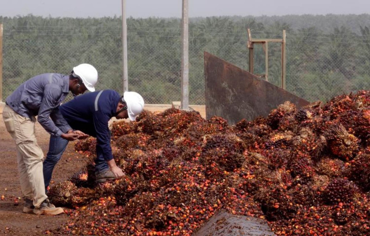Men work on palm fruits at a palm oil factory in Bomi County, Liberia, December 30, 2017. Reuters / Thierry Gouegnon