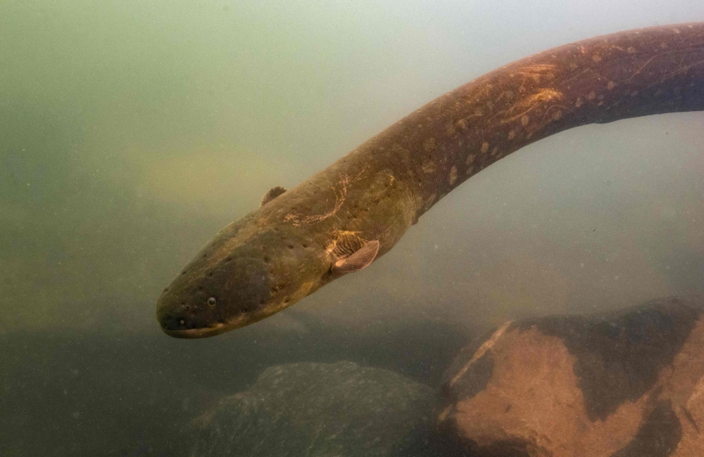 A picture released by Prof Dr Leandro Melo de Sousa on September 9, 2019 shows an electric eel (Electrophorus Voltai).  AFP / Leandro Sousa