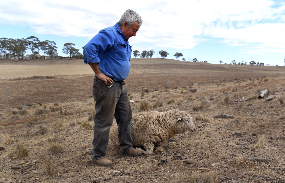 A photograph taken on August 27, 2019, shows grazier Gordon Youman helping a struggling sheep back onto its feet on his property at Guyra in regional New South Wales. AFP / William WEST 