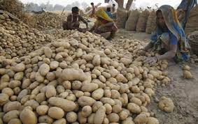 Farmers sort potatoes at a field in Badi Gohari village near Allahabad, April 1, 2010. reuters / Jitendra Prakash