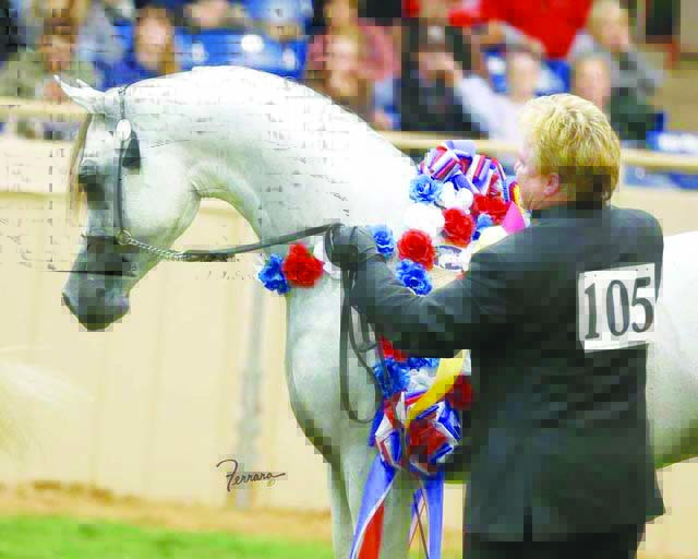 A file picture of an Al Shaqab horse at an Arabian show. 