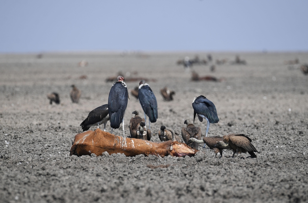 Vultures feed on the carcass of a dead cow which lies on the mud of the drought-affected Lake Ngami on August 29, 100km away from Maun, Botswana. AFP / Monirul Bhuiyan