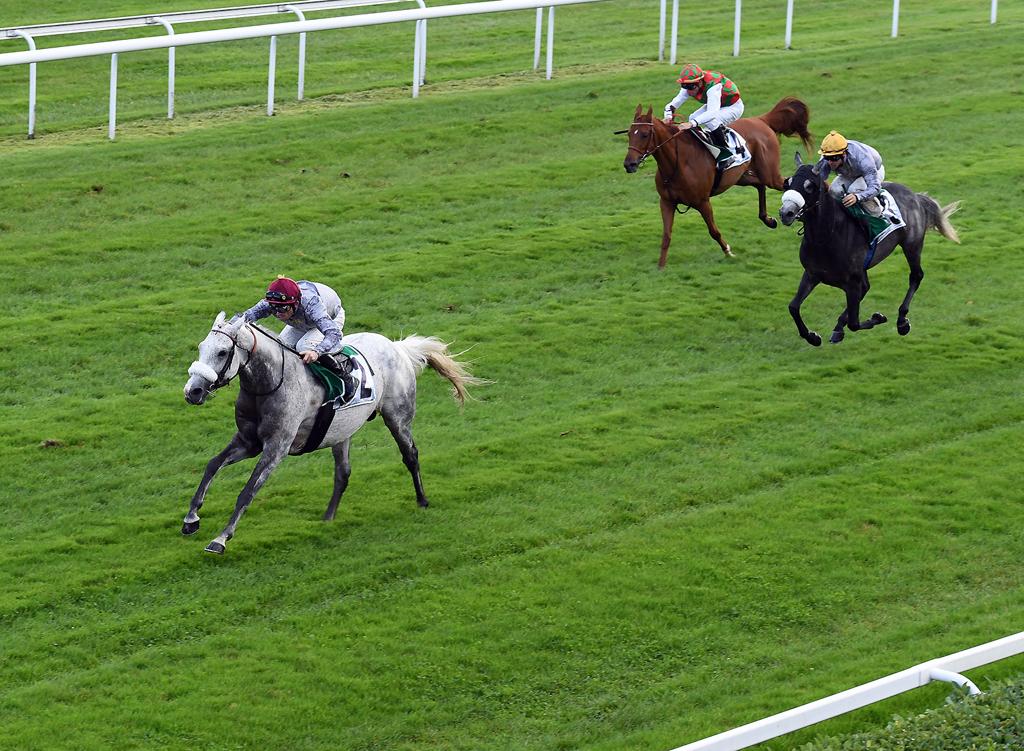 Al Shaqab Racing’s Khataab, ridden by Jerome Cabre, on his way to win the French Purebred Arabian Breeders’ Challenge (Group 1) in Bordeaux, France, yesterday. 
