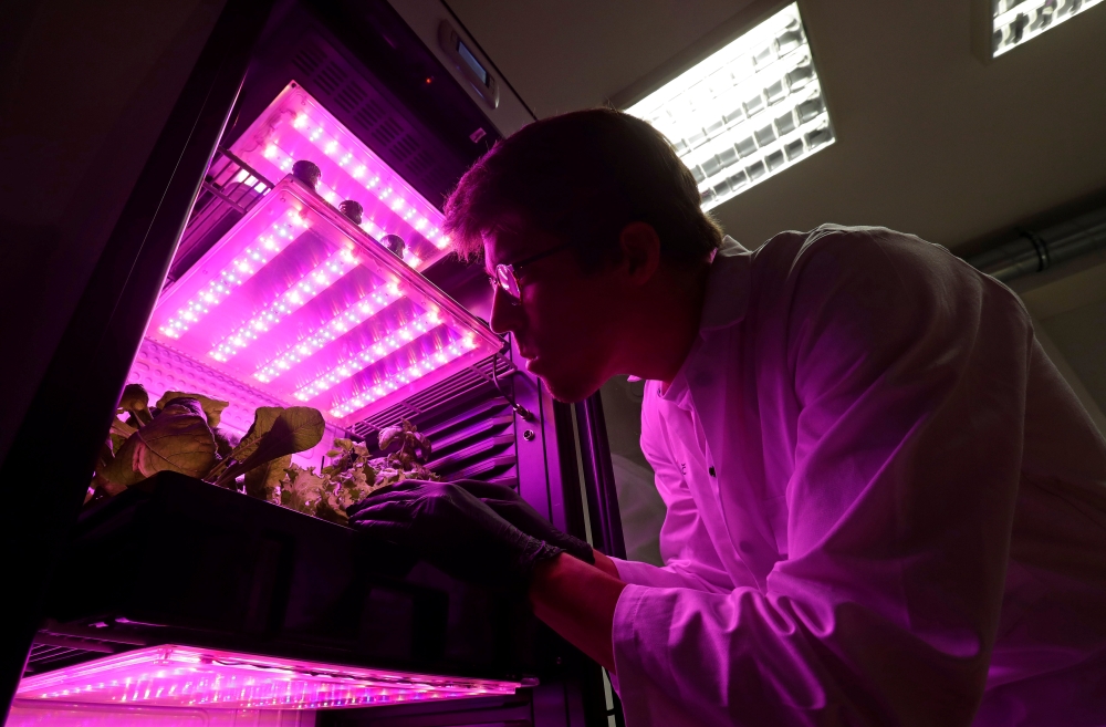 Scientist Jan Lukacevic checks plants in a hydroponic pot as an experiment called Marsonaut at Prague University of Life Sciences in Prague, Czech Republic, October 30, 2019. REUTERS/David W Cerny