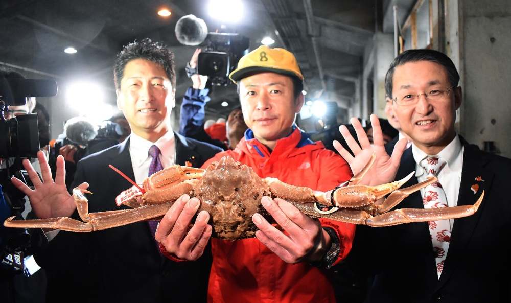This picture shows a snow crab, sold for a record of 46,000 USD at an auction, in Tottori city on November 7, 2019. Japan OUT / AFP / JIJI PRESS / STR