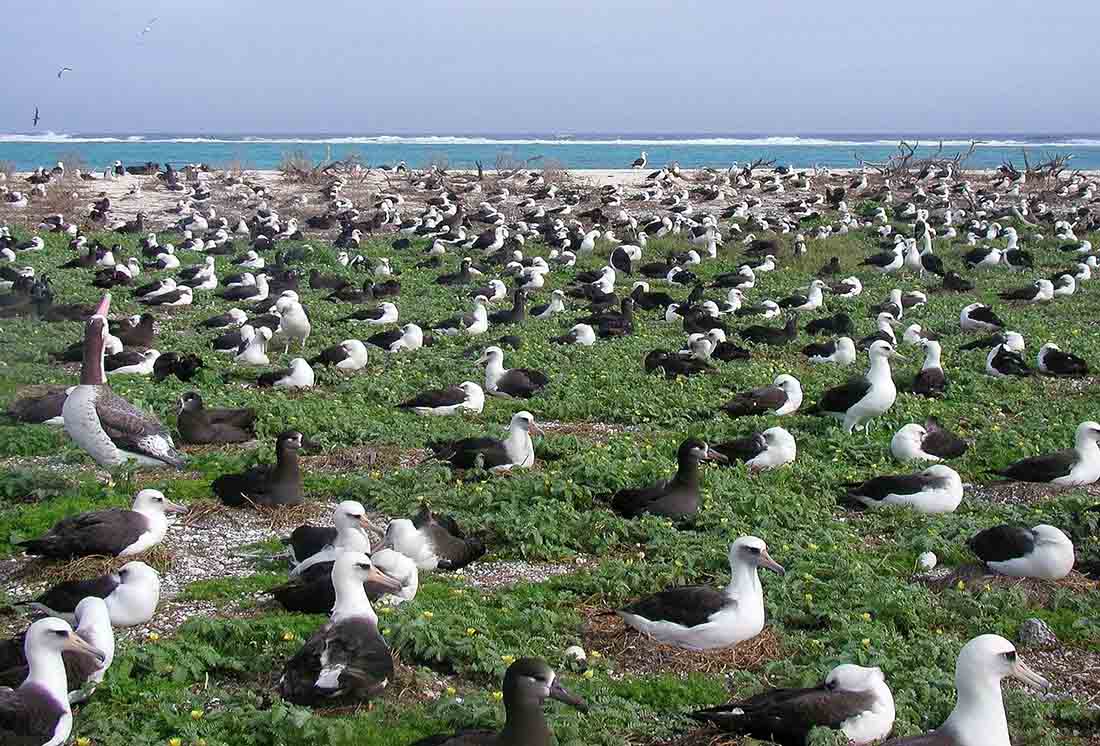 Midway Atoll, one of the older formations in the Hawaiian Islands chain, provides nesting habitat for millions of seabirds, including Laysan albatross and black-footed albatross.
(Photo: David Patte/USFWS)
