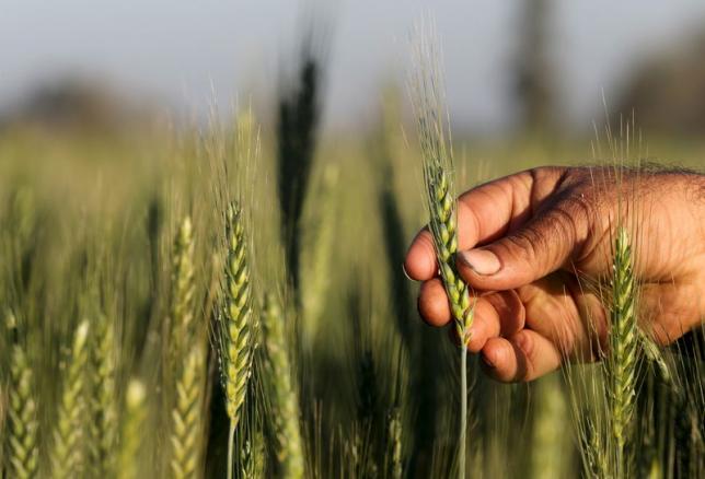 A farmer tends to a wheat farm in the El-Dakahlia governorate, north of Cairo, Egypt, February 16, 2016. Reuters / Mohamed Abd El Ghany