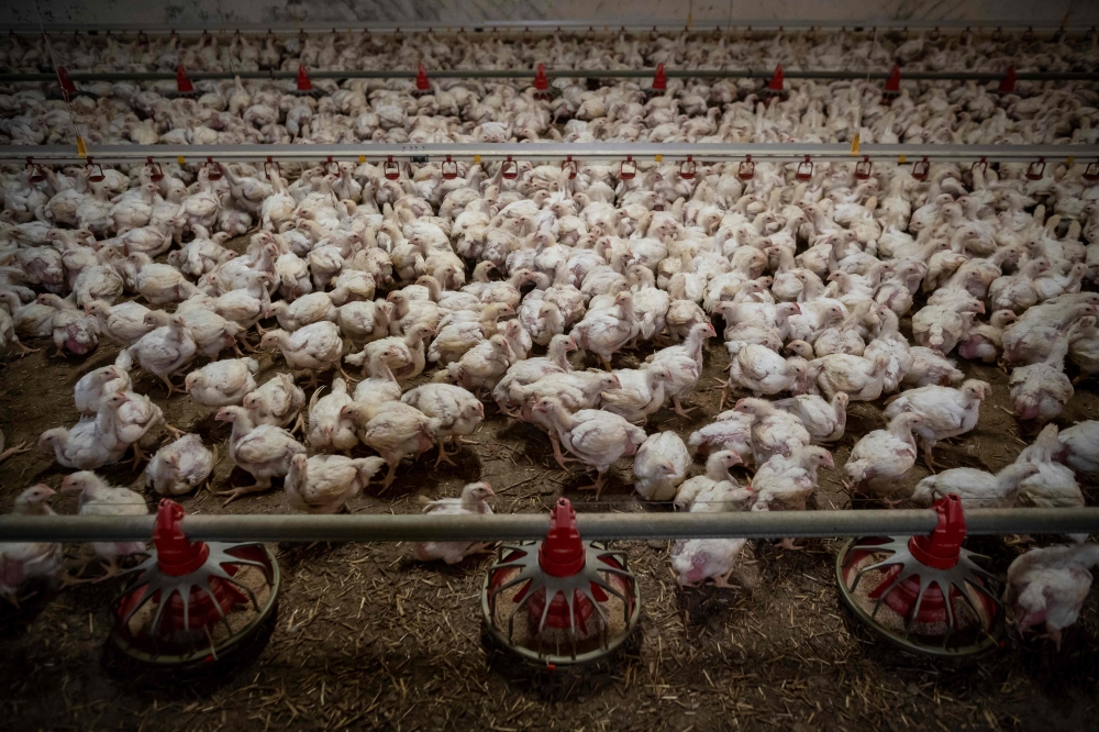 Thousands of chickens are seen in a chicken coop, in Kondrajec Panski, Poland on October 1, 2019.  AFP / Wojtek Radwanski
 