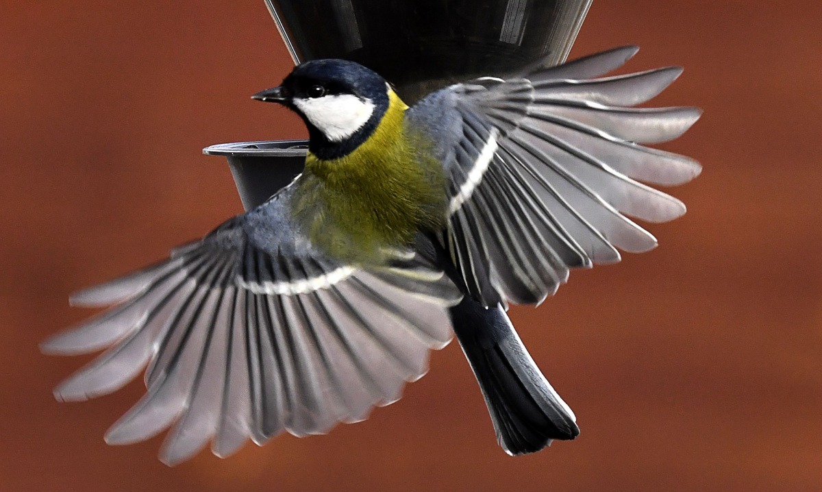 A tomtit flying towards a manger in the village of Troitskoye, outside Moscow on March 11, 2017. AFP / Yuri Kadobnov