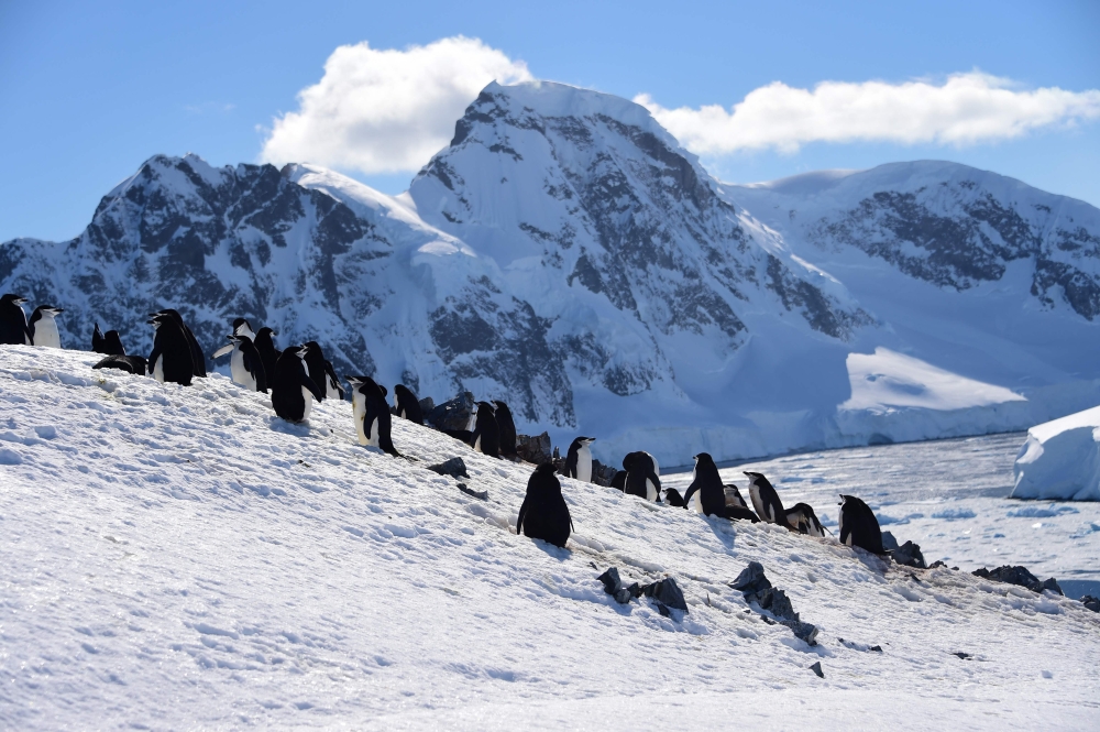 Barbijo penguins (Pygoscelis antarcticus) are seen at Orne Harbour in South Shetland Islands, Antarctica on November 08, 2019. AFP / Johan Ordonez 