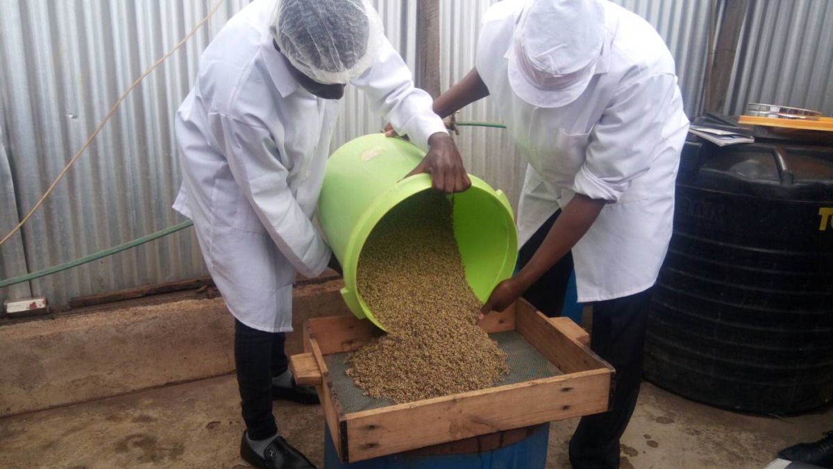 Workers wash millet to prepare it for popping in Embu, Kenya, September 9, 2019. Thomson Reuters Foundation/Wesley Langat