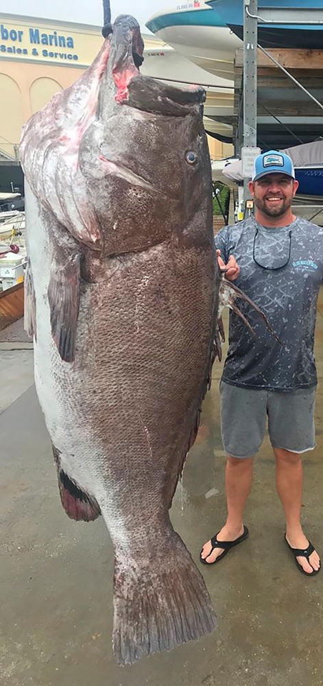 A 350-pound Warsaw grouper caught in waters off Florida thought to be 50-years-old. Jason Boyll of Sarasota, Florida caught the 350-pound grouper on December 29, 2019 in about 600 feet of water using just a hook and line. AFP /Florida Fish And Wildlife Co