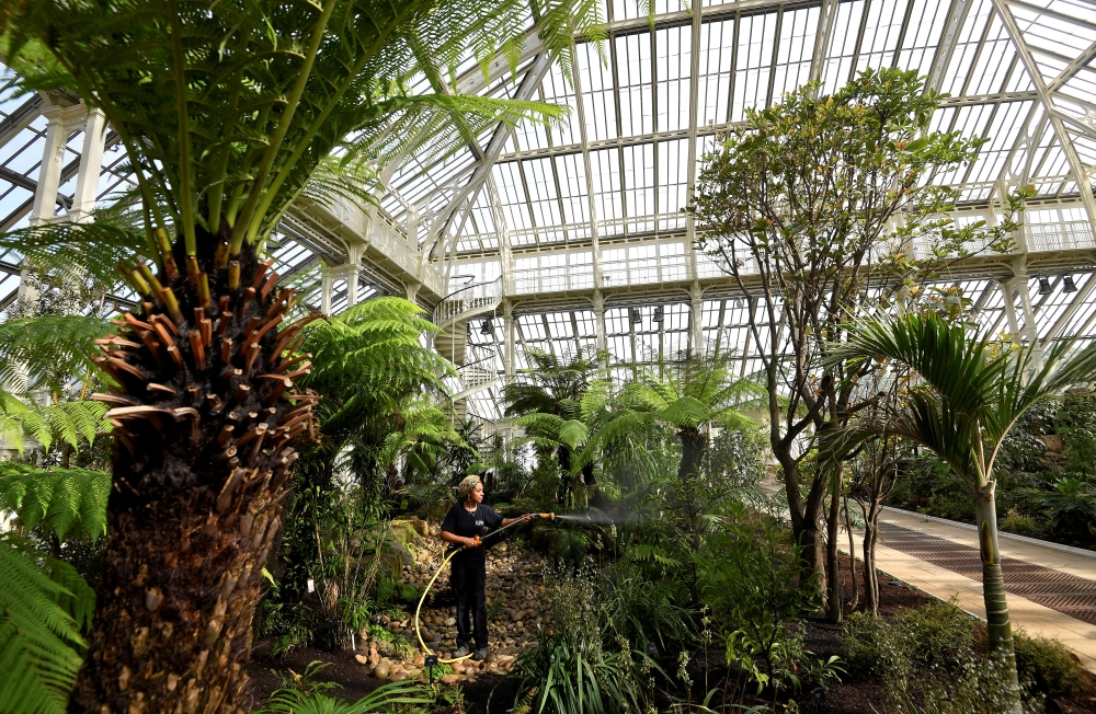 FILE PHOTO: A gardener waters plants inside the newly restored Victorian Temperate House in Kew Gardens, London, Britain, May 3, 2018. REUTERS/Toby Melville/File Photo
