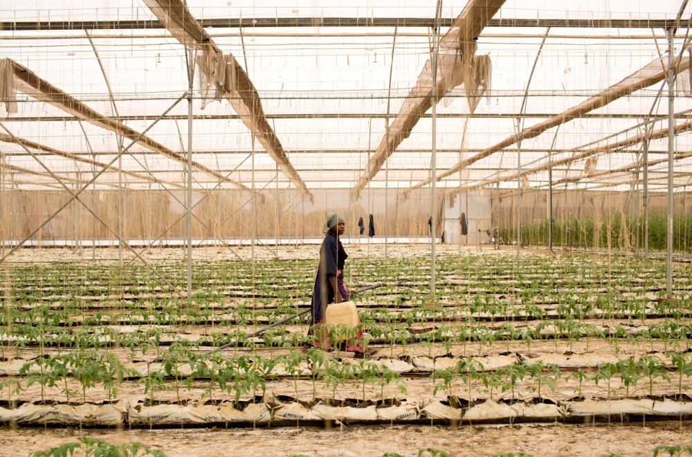 Fone Coulibaly walks inside of one of Amadou Sidibe's greenhouses in Katibougou, Mali February 12, 2020. Picture taken February 12, 2020. REUTERS/Annie Risemberg