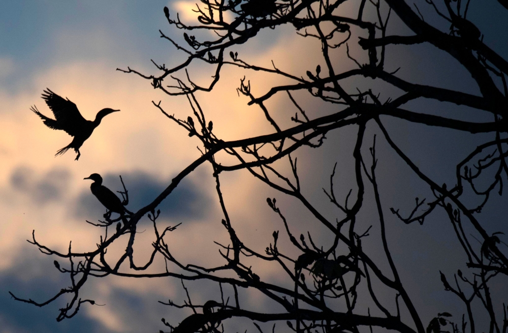 Birds are seen on a tree partially submerged in water during sunset at the Mamiraua Sustainable Development Reserve in Amazonas State, Brazil, on June 27, 2018. AFP  / Mauro Pimentel