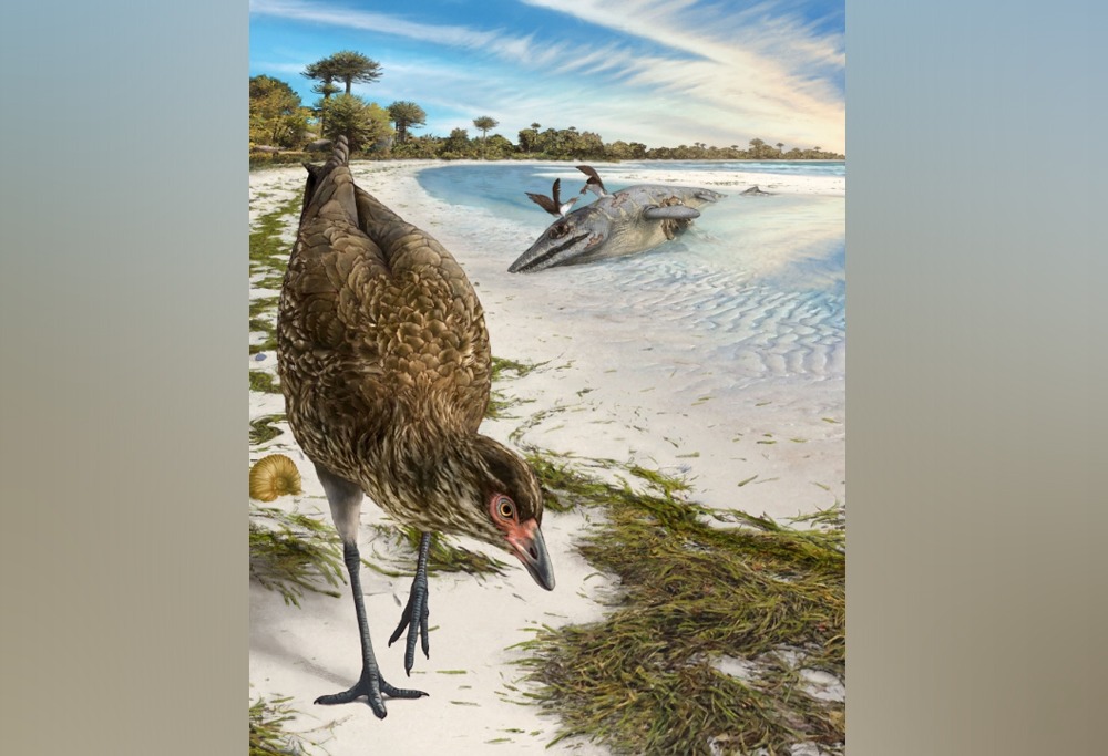 Artist's reconstruction of the world's oldest-known anatomically modern bird, Asteriornis maastrichtensis, in this handout photo released to Reuters on March 17, 2020. Phillip Krzeminski/Handout via Reuters