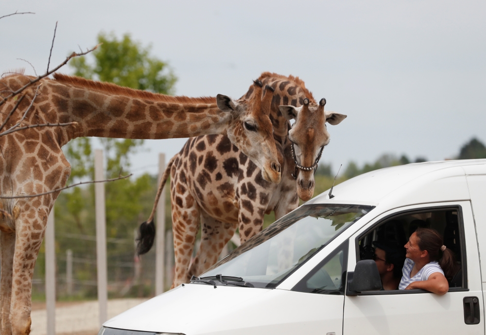 People sit in a car as the Hungarian National Circus opens a drive-in Safari Park during the coronavirus disease (COVID-19) outbreak, in Szada, Hungary May 19, 2020. Picture taken May 19, 2020. REUTERS/Bernadett Szabo