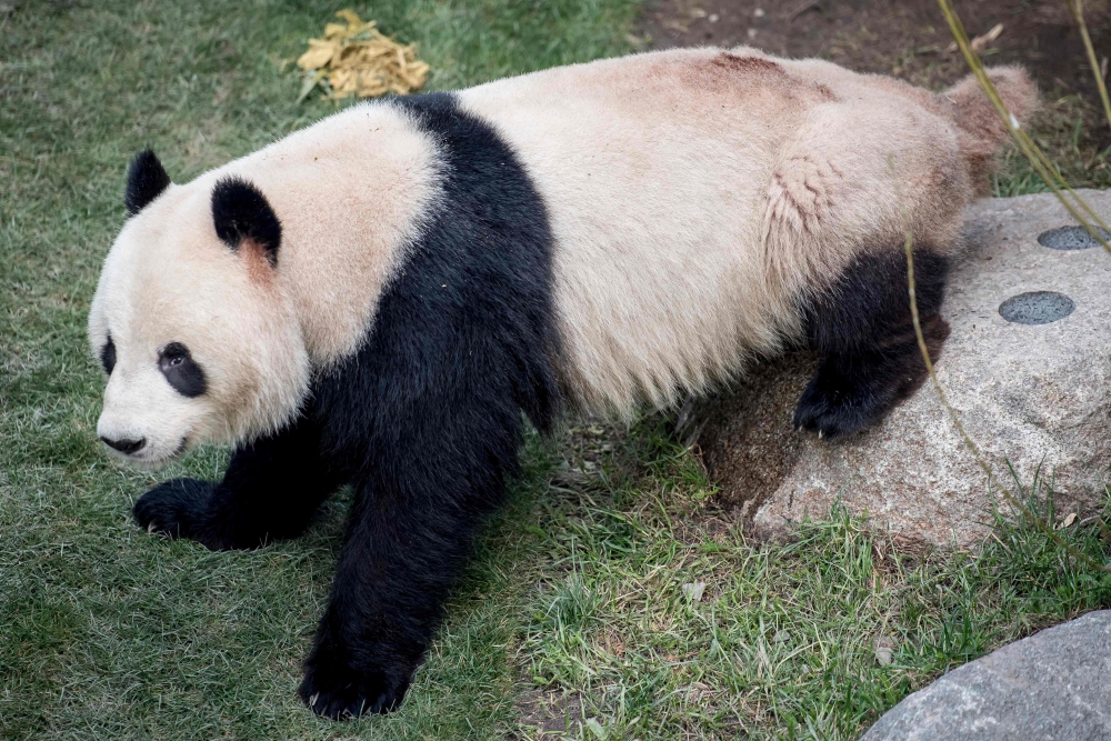 A picture taken on April 9, 2019 shows Panda Xing Er sitting in its enclosure in the Copenhagen zoo. Driven by a sudden desire to escape, a panda briefly escaped on June 8, 2020 from its enclosure at the Copenhagen zoo, before being apprehended by the sta