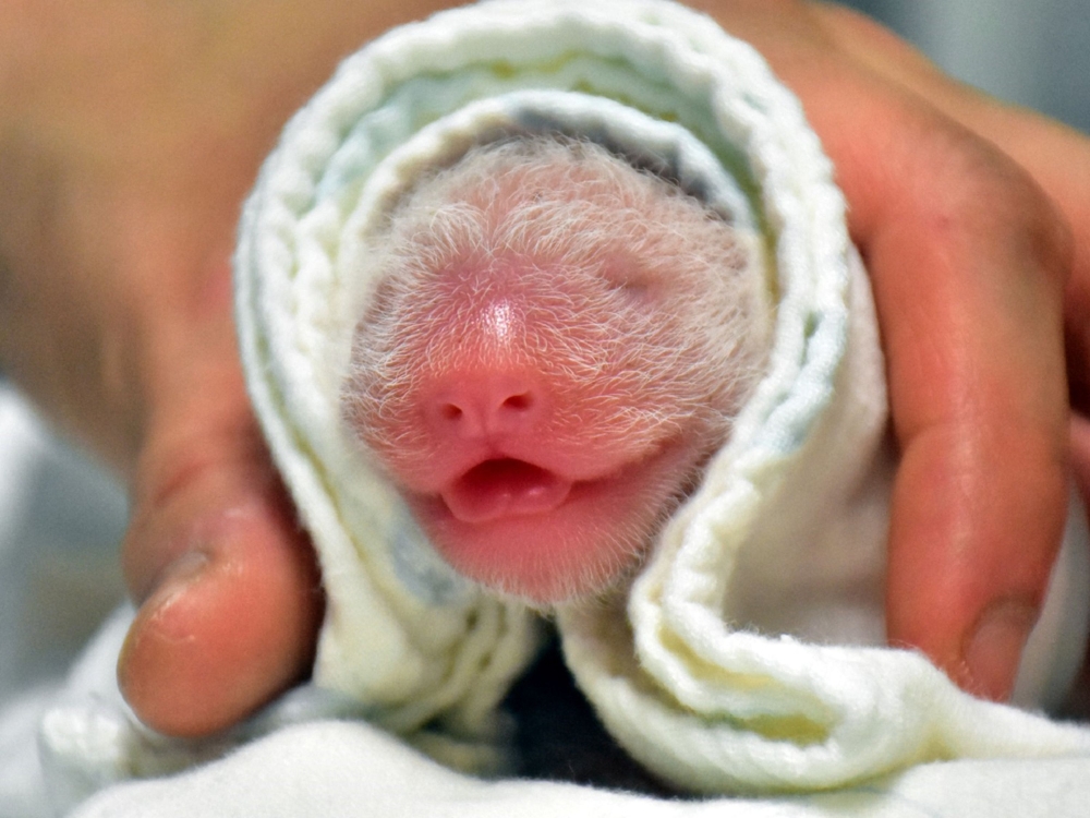 This handout photo taken on June 28, 2020 and received on June 29, 2020 shows a newborn baby panda at the Taipei Zoo in the Taiwan capital after the yet-unnamed-cub, weighing 186 grammes, was born after a five-hour labour. AFP / Taipei Zoo / Handout 