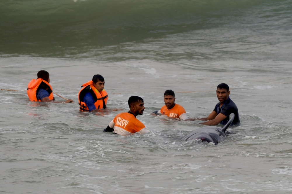 Sri Lankan Navy soldiers try to push back a stranded pilot whale into the deep water in Panadura on November 3, 2020. AFP / Lakruwan WANNIARACHCHI