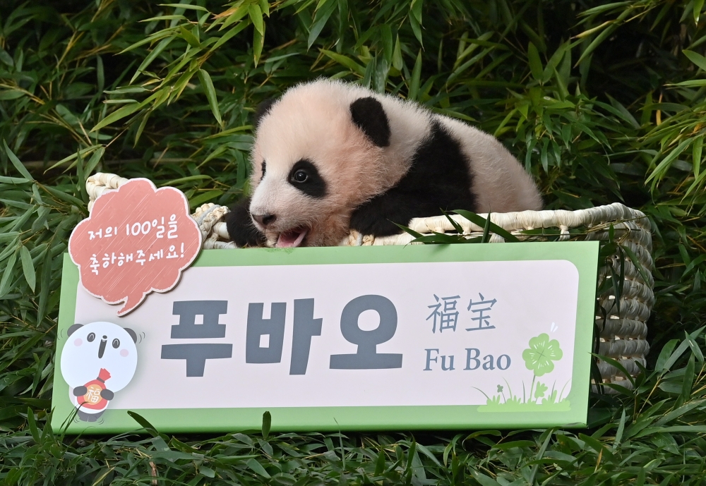 Panda cub Fu Bao, who was born 107 days ago in South Korea, is pictured during a ceremony to reveal her name at Everland Amusement and Animal Park in Yongin on November 4, 2020. / AFP / Jung Yeon-je