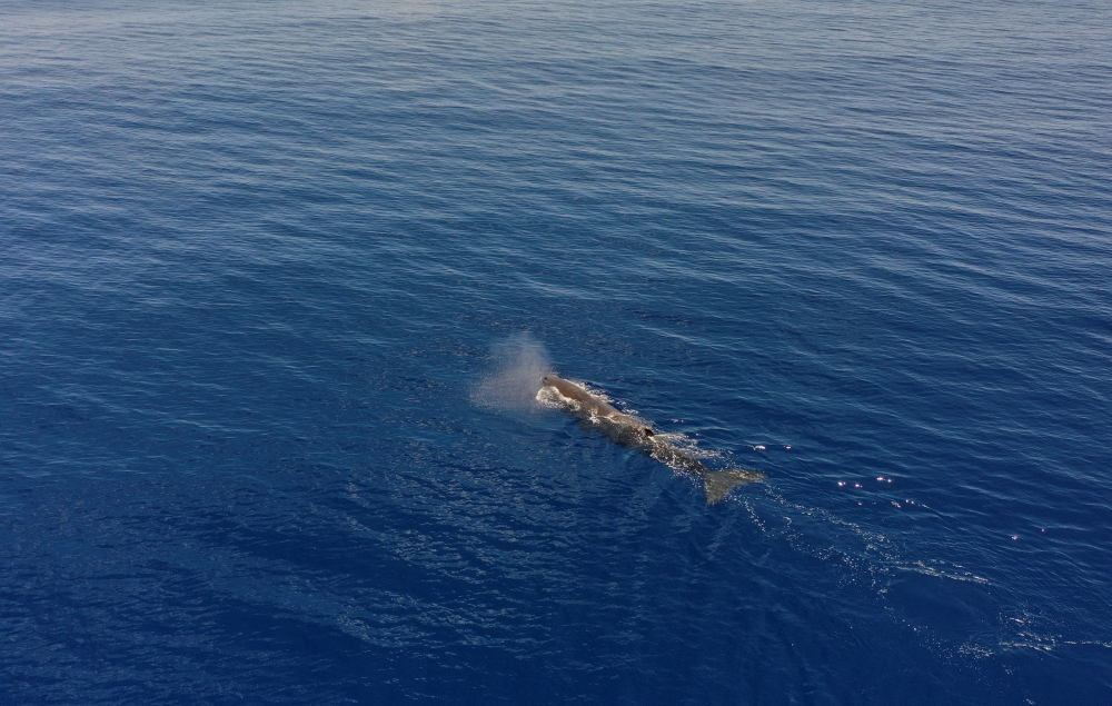 A sperm whale is seen swimming on the Indian Ocean surface during the Greenpeace's Arctic Sunrise expedition at the Saya de Malha Bank within the Mascarene plateau, Mauritius March 14, 2021. Picture taken with a drone March 14, 2021. REUTERS/Christophe Va