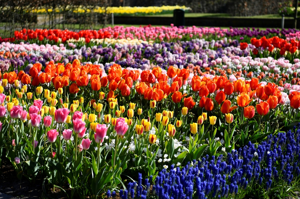 Flowers are seen at the Keukenhof park in Lisse, Netherlands April 28, 2021. Reuters/Piroschka van de Wouw