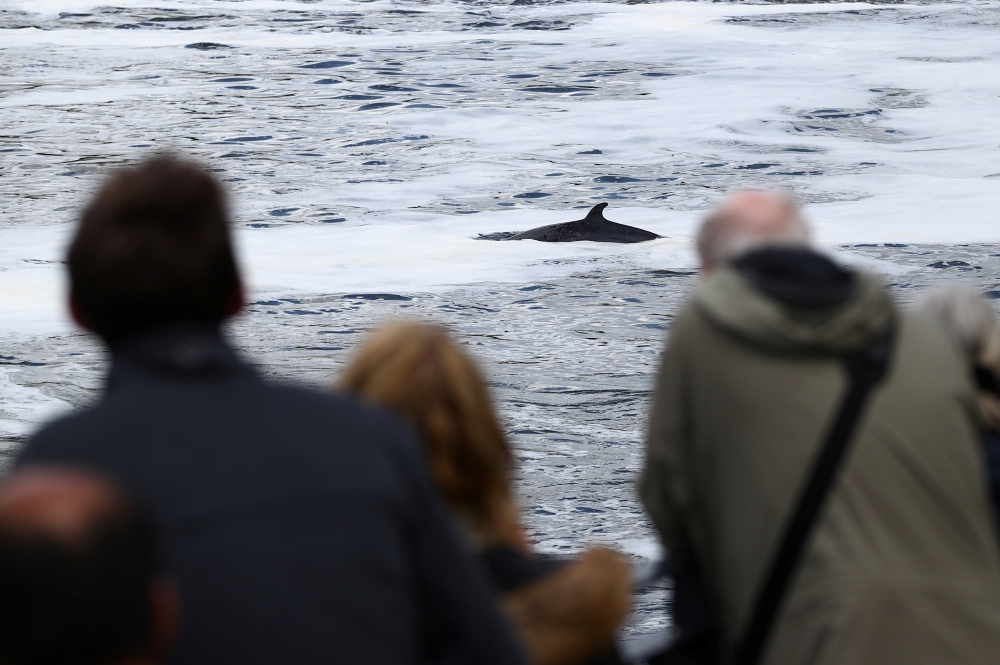 People look at the three-metre minke whale calf that had been found injured and beached on concrete, at Teddington Lock, in the River Thames, in London, Britain May 10, 2021 REUTERS/Hannah Mckay